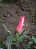 IMGP3989