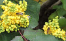 DSCN3206