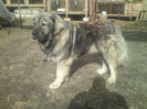 BRUNO