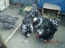 87711845_LICWBSZ3