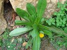 Planta busolă