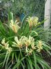 Planta cangur