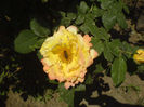 DSC00996