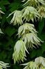 new-clematis_lemon_dream