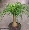 nolina recurvata(picior de elefant) 50 ron