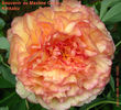 Paeonia_SouvdeMaximeCornu_jv