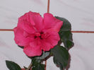 DSCN7685_3156