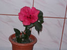 DSCN7687_3158