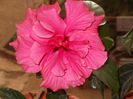DSCN7689_3160