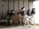 poze2013 050