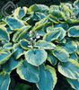 hosta frances williams