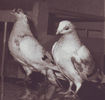 porumbei0010[1]