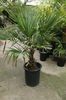 trachycarpus 140 ron