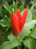 Tulipa Madame Lefeber (2013, April 04)