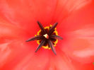 Tulipa Madame Lefeber (2013, April 05)