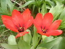 Tulipa Madame Lefeber (2013, April 05)