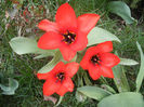 Tulipa Madame Lefeber (2013, April 05)