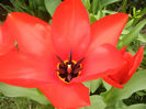 Tulipa Madame Lefeber (2013, April 05)