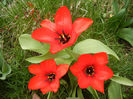 Tulipa Madame Lefeber (2013, April 05)