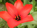 Tulipa Madame Lefeber (2013, April 05)