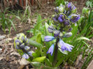 Hyacinth Isabelle (2013, April 05)