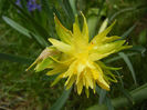 Daffodil Rip van Winkle (2013, April 05)