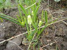 Muscari botryoides Album (2013, Apr.04)