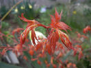 Acer palmatum Katsura, 04apr2013