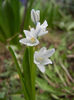 Puschkinia scilloides (2013, April 05)