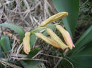 Hyacinth Gypsy Queen (2013, April 05)