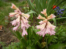 Hyacinth Fondant (2013, April 05)