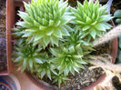 Sempervivum