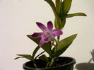 Dendrobium Berry-Oda