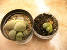 Pleiospilos nelii