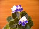 IMAG0031