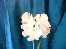 IMAG0042