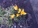 crocus