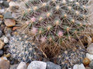Rebutia flavistyla