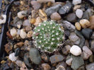 Rebutia fl roz
