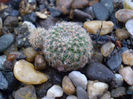 Rebutia perplexa