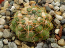 Parodia grassigibba
