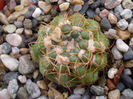 Parodia grassigibba