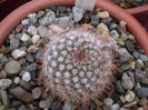 Parodia sanguiniflora