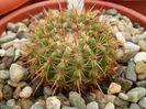 Parodia roseolutea