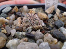 Parodia subterranea