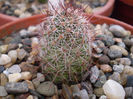 Mammillaria mazatlanensis