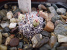 Mammillaria longiflora
