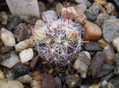 Mammillaria longiflora