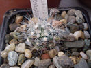 Mammillaria zephyranthoides