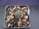 Echinocereus palmeri